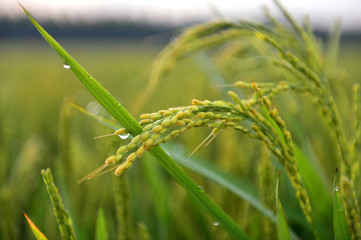Paddy fields