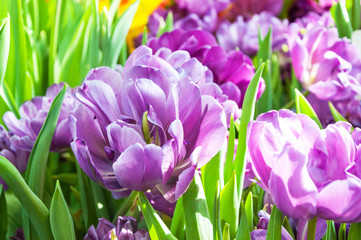 beautiful purple tulips closeup