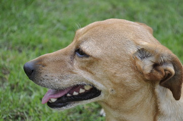 Pupilek 