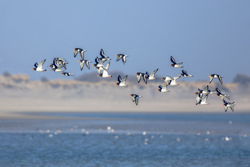 Flock of Pied Ostercatcher