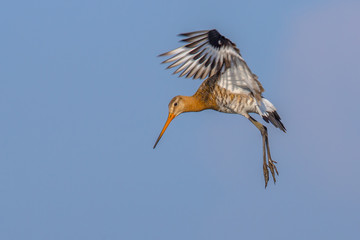 Black-tailed Godwit wader bird preparing for landing