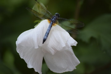 Blue Dragonfly