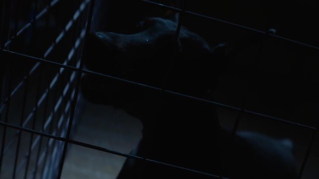 Angry dog in slow motion. Doberman