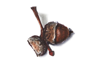 Collection of acorns on a white background, marker pattern, oak acorns.