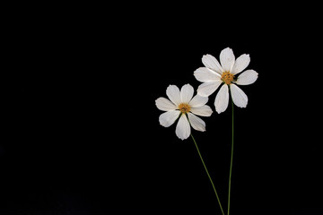 cosmos, Mexican Aster, still life, black background, 