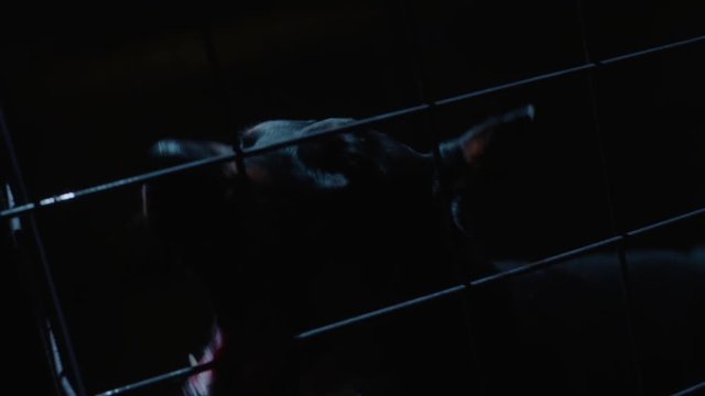 Angry dog in slow motion. Doberman