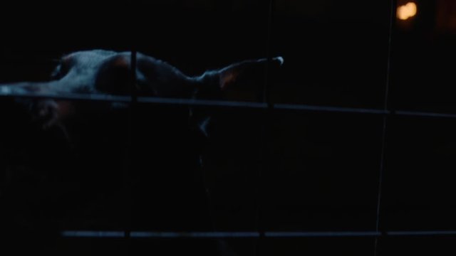 Angry dog in slow motion. Doberman