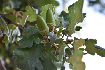 oak, acorn