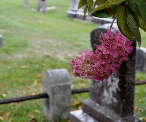 Fototapeta na wymiar Flower in Graveyard