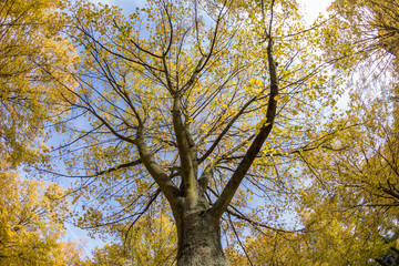 Bassinplatz in Potsdam im Herbst