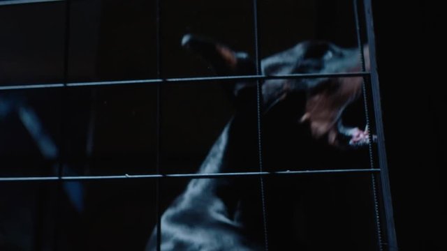 Angry dog in slow motion. Doberman