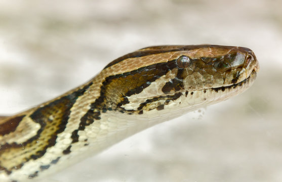 snake boa