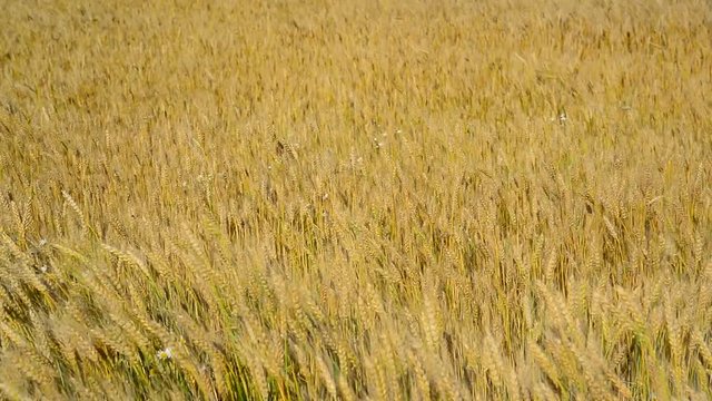 ripe wheat field in August. Russia