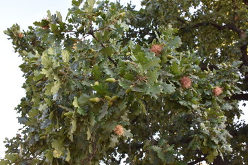 oak, acorn