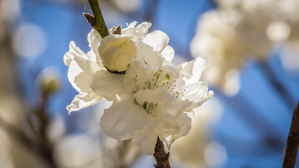 White Japanese peach tree