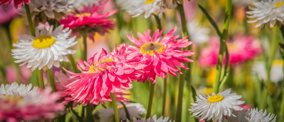 Pink Daisies