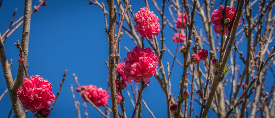 Pink Japanese Peach Tree