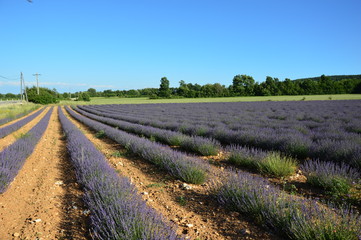 Fototapeta na wymiar Lavenders in Provence