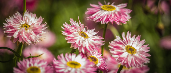 Pink Daisies
