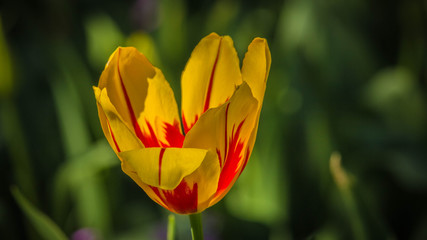Yellow Red Tulip