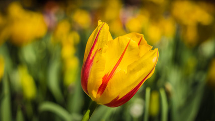 Yellow Red Tulip