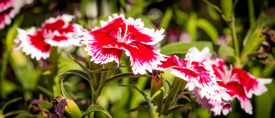 Red and white flowers