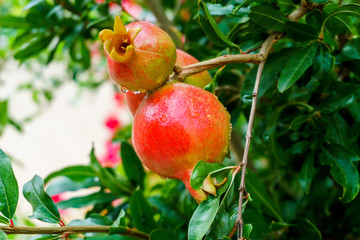 pomegranate fruit growing on a green branch