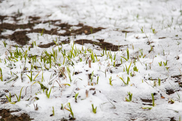 Young green plants sprout from the earth on snow