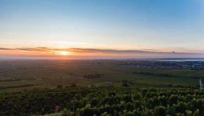Naklejka premium weinberge in der pfalz bei sonnenaufgang