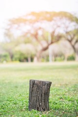 stump on green grass and Behind garden the big trees.