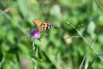 Obraz premium アカツメクサのタテハ蝶