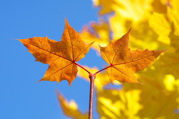 Naklejka na ściany i meble two yellow maple leaves on a branch in the autumn against blue sky background, closeup