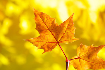 yellow maple leaf on a branch in the autumn, closeup