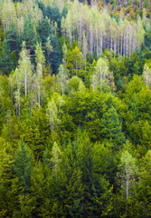 Forest, Bosnia and Herzegovina