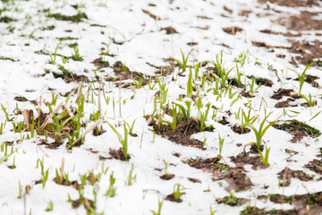 Obraz na płótnie Canvas Young green plants sprout from the earth on snow