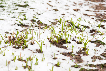Young green plants sprout from the earth on snow