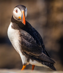 Attitude - Atlantic Puffin, Staple Island