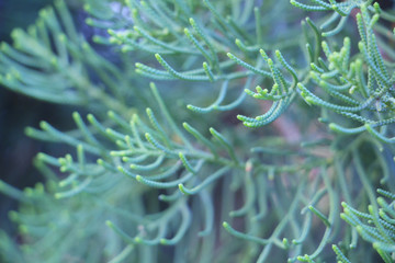 Naklejka na ściany i meble close up of pine leave (selective focus)