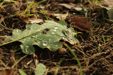 Leaf with water
