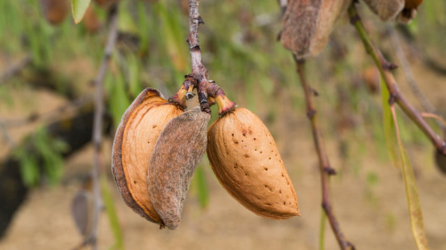 Dos almendras largueta en árbol