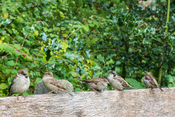 Kleine Vögel sitzen auf der Bank