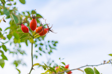 Beeren am Strauch - Hagebutten 