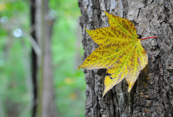 Autumn. Maple leaf.