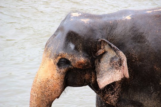 Asiatischer Elefant - Kopfform 1