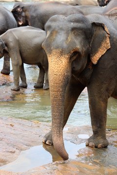 Asiatischer Elefant - Kopfform 3