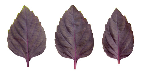 Fototapeta premium basil leaves