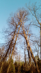  crown of trees against a blue sunny sky