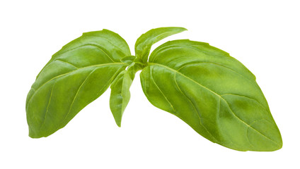 basil leaves