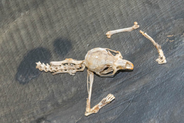 Maus - Schädel - Skelett