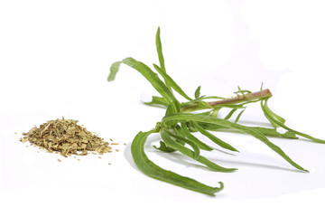 Tarragon